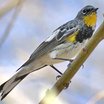 Yellow-rumped Warbler